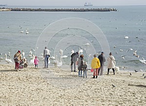 People feeding swans on the seashore
