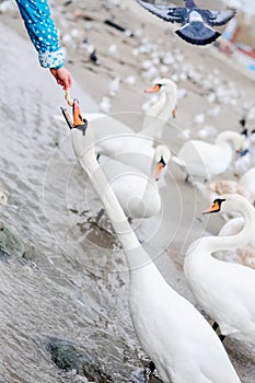 People feeding swans wintering on the beach