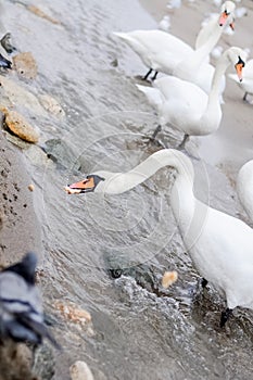 People feeding swans wintering on the beach