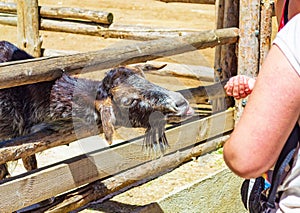 People feeding wild goat in a zoo