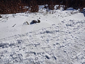 People footprints and steps in the snow, chaotic.