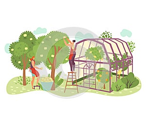 People in garden, organic farming flat vector illustration with people gardeners picking apples on farm, take care of