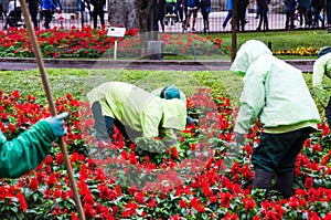 People, gardening, flower planting and profession concept