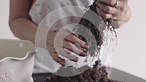 People gardening, green eco plant planting and professional botanical concept - close up of old woman Woman hands put