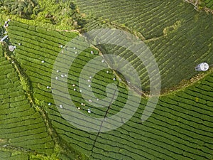 People Gathering Oolong Tea Leaves on Plantation in Alishan Area, Taiwan. Aerial View