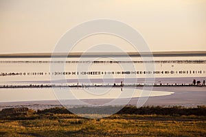 People gathering salt of pink salty Siwash Lake, colored by microalgae, enriching water by beta-carotene at sunset