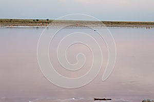 People gathering salt of pink salty Siwash Lake, colored by microalgae, enriching water by beta-carotene at sunset