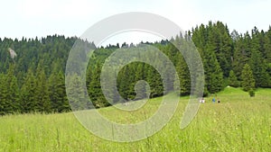 People getting fresh air in a scenic landscape of sub mountain area with large open grass field and evergreen fir trees