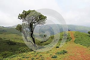 People at green hill, lonely tree at green hill