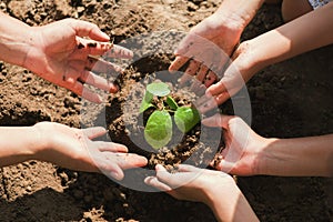 people hand group help plant trees to help reduce global