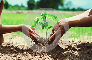people hand helping plant the tree working together in farm concept eco