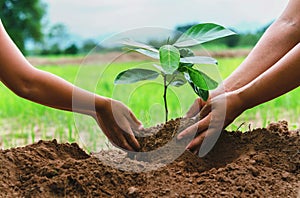 people hand helping plant the tree working together in farm concept save world