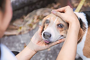 People hand pat dog head beagle pleading cute eyes lovely pet