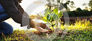 people hands planting small tree in sunset. concept save earth