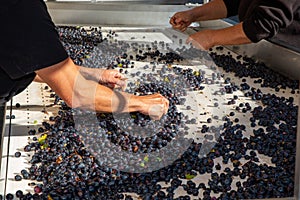 People hands sorting the grapes in steel winery machine with red grape