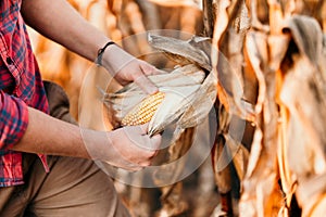 people harvesting - portrait of farmer holding corn
