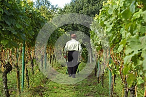 People harvesting wine grapes