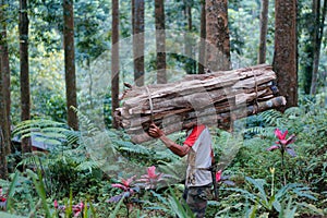 People hauling wood in the forest