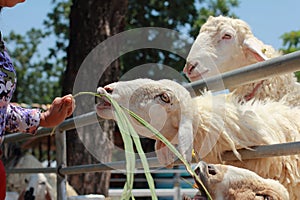 People have mercy to sheep,caucasian young woman with happiness to feeding sheep chewing grass in farm