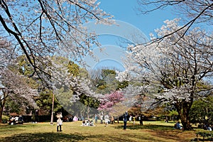 People having a picnic & admiring beautiful cherry blossoms under huge Sakura trees in Omiya Park, Saitama, Japan