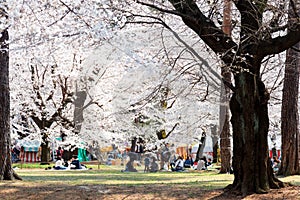 People having a picnic on the grassy lawn under huge cherry blossom Sakura trees on a sunny spring morning in Omiya Park