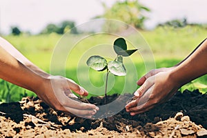 people helping planting tree in nature for save earth. environment eco concept