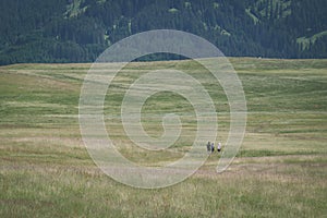 People hiking on the meadow in Alpe di Siusi, Seiser Alm, South Tyrol, Italy