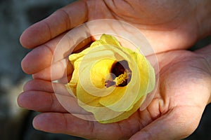 People hold a yellow flower with spot light on the hand.