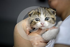 people holding striped kittens Closeup of looking cat face, woman in white shirt hugging cute little cat, scottish fold cat