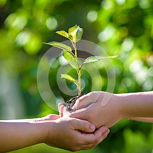 People holding young plant in hands against green spring background. Earth day ecology holiday concept