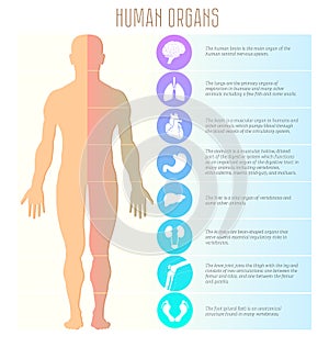 People and human organs, brain, lungs, heart, stomach, liver, kidneys, knee, joint and foot. Medical, health and healthcare vector