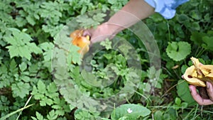 People hunter-gatherer and picking mushroom in forest