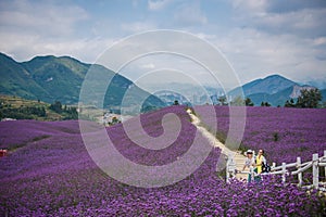 People in Lavender Field Park