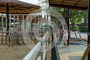 People look at Zebra in the zoo in Sriayuthaya Lion Park , focus selective