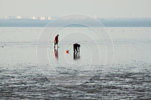 People looking for shells on the beach