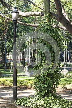 People on Luz Public Park in downtowns Sao Paulo. This is the city's first public park