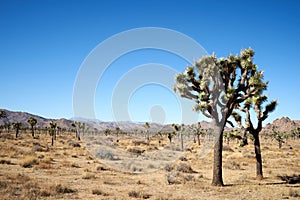 People with masks walking the trail in HIdden Valley of Joshua Tree National Park, California, United States