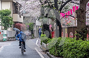 People At Meguro River During Cherry Blossoms Season, Tokyo, Japan