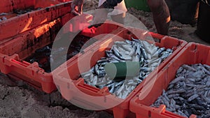 People pack caught squid and fish in bags on the beach