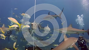 People with pack of sharks in underwater marine wildlife of Bahamas.