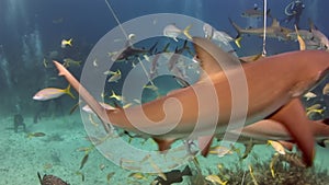 People with pack of sharks in underwater marine wildlife of Bahamas.