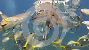 People with pack of sharks in underwater marine wildlife of Bahamas.