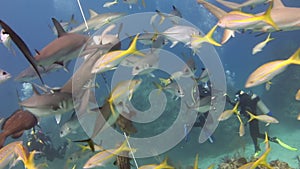 People with pack of sharks in underwater marine wildlife of Bahamas.