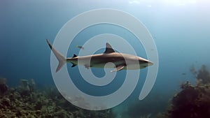 People with pack of sharks in underwater marine wildlife of Bahamas.