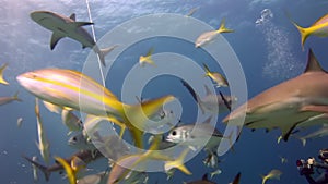 People with pack of sharks in underwater marine wildlife of Bahamas.