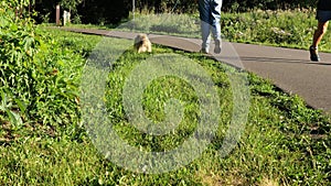 People on paved path and tan fluffy dog on leash is walking on green grass