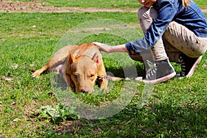 People, pets, animals, animals rescue concept. A young girl tames a scared dog. Owner and pet.