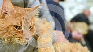 People with pets are waiting for medical examination