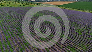 People are photographed in a lavender field. No faces are visible. Fashionable photo session.