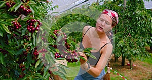 People pick sweet cherries on their own in garden. Self-service. Work in orchard. Real person filmed while working